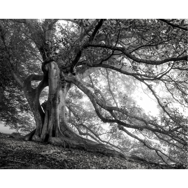 Eric Schusser   |   Photographic Artist